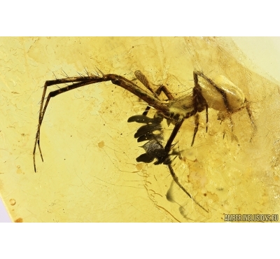 Spider Araneae. Fossil inclusion in Baltic amber stone #11252