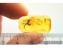 Spider Araneae. Fossil inclusion in Baltic amber stone #11252