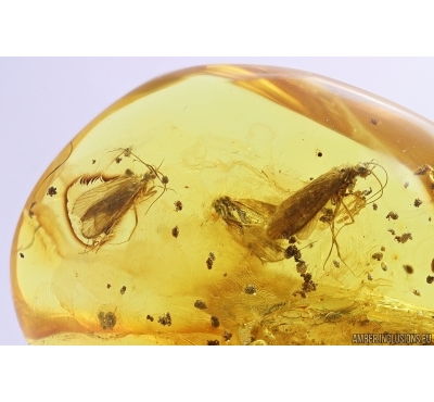 3 Caddisflies Trichoptera. Fossil insects in Baltic amber #11253