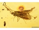 4 Nice Caddisflies Trichoptera. Fossil insects in Baltic amber #11254