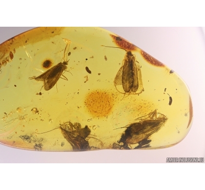 4 Nice Caddisflies Trichoptera. Fossil insects in Baltic amber #11254