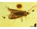 4 Nice Caddisflies Trichoptera. Fossil insects in Baltic amber #11254