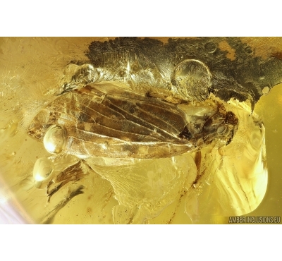 Planthopper Fulgoromorpha Fossil inclusion in Baltic amber #11256