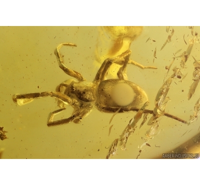 Spider Araneae. Fossil inclusion in Baltic amber stone #11257