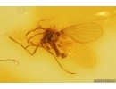 Nice Moth fly Psychodidae. Fossil insect in Baltic amber #11258