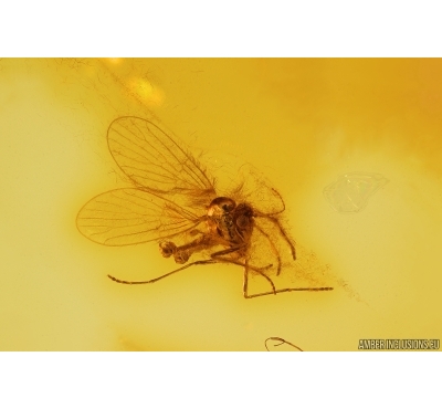 Nice Moth fly Psychodidae. Fossil insect in Baltic amber #11258