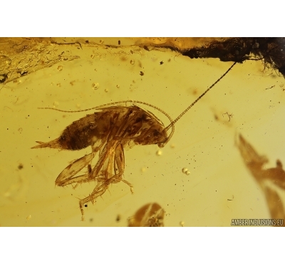 Nice Cockroach Blattaria and More. Fossil insects in Baltic amber #11260