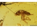 Nice Cockroach Blattaria and More. Fossil insects in Baltic amber #11260