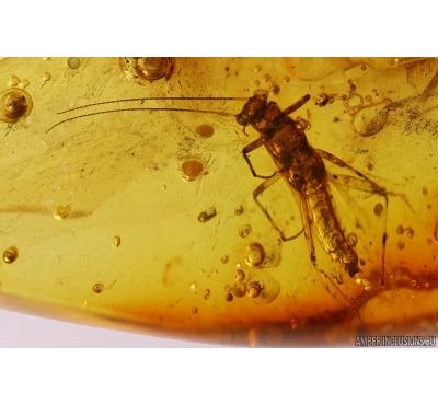 Stonefly Plecoptera. Fossil insect in Baltic amber #11261