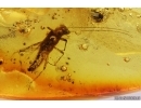 Stonefly Plecoptera. Fossil insect in Baltic amber #11261