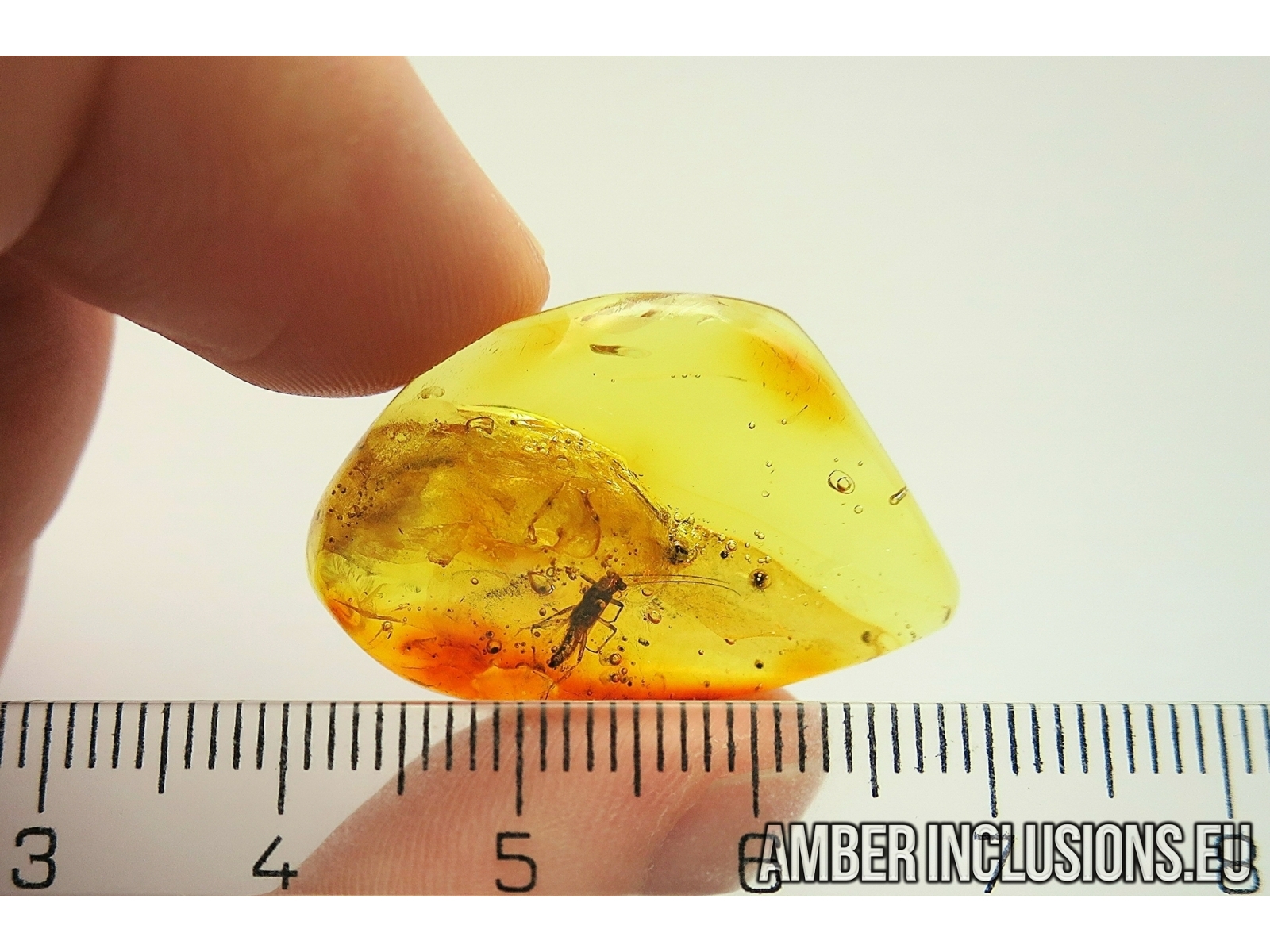 Stonefly Plecoptera. Fossil insect in Baltic amber #11261 | www 