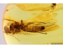 4 Stoneflies Plecoptera, Caddisfly Trichoptera and More. Fossil insects Baltic amber #11262