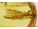 4 Stoneflies Plecoptera, Caddisfly Trichoptera and More. Fossil insects Baltic amber #11262