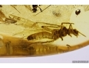 4 Stoneflies Plecoptera, Caddisfly Trichoptera and More. Fossil insects Baltic amber #11262