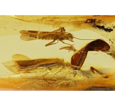 4 Stoneflies Plecoptera, Caddisfly Trichoptera and More. Fossil insects Baltic amber #11262