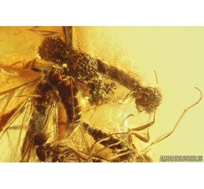 Rare Fungi or Mushrooms and Many Dipterans. Fossil inclusions Baltic amber #11263