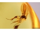 Rare Fungi or Mushrooms and Many Dipterans. Fossil inclusions Baltic amber #11263