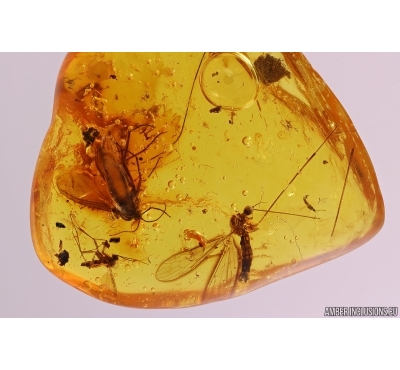 Nice Crane fly Limoniinae Elephantomyia and More. Fossil insects in Baltic amber stone #11264