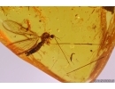 Nice Crane fly Limoniinae Elephantomyia and More. Fossil insects in Baltic amber stone #11264