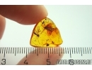 Nice Crane fly Limoniinae Elephantomyia and More. Fossil insects in Baltic amber stone #11264