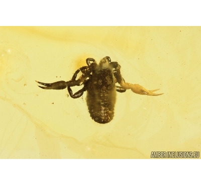 Pseudoscorpion Cheliferoidea. Fossil inclusion in Baltic amber #11274