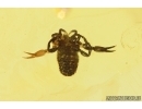 Pseudoscorpion Cheliferoidea. Fossil inclusion in Baltic amber #11274