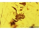 Rare Ant Formicidae Dolichoderus balticus and Pseudoscorion. Fossil inclusions Baltic amber #11275