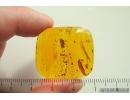 Rare Ant Formicidae Dolichoderus balticus and Pseudoscorion. Fossil inclusions Baltic amber #11275