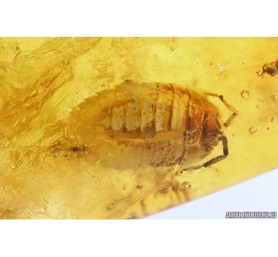 Woodlice Isopoda and More. Fossil insects in Baltic amber stone #11277