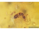Woodlice Isopoda and More. Fossil insects in Baltic amber stone #11277