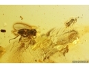 Woodlice Isopoda and More. Fossil insects in Baltic amber stone #11277