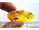 Woodlice Isopoda and More. Fossil insects in Baltic amber stone #11277