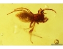 Jumping Spider Salticidae with water drop inside! Fossil inclusion in Baltic amber #11278