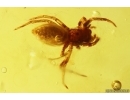 Jumping Spider Salticidae. Fossil inclusion in Baltic amber #11278