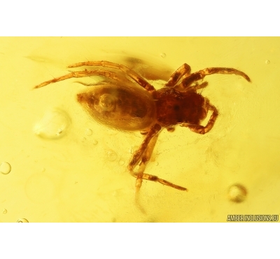 Jumping Spider Salticidae with water drop inside! Fossil inclusion in Baltic amber #11278