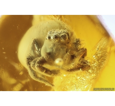 Jumping Spider Salticidae and Ant Hymenoptera. Fossil inclusions in Baltic amber #11279