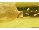 Jumping Spider Salticidae and Ant Hymenoptera. Fossil inclusions in Baltic amber #11279