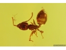 Jumping Spider Salticidae and Ant Hymenoptera. Fossil inclusions in Baltic amber #11279