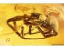Nice Spider Araneae. Fossil inclusion Baltic amber #11280