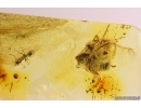 Rare scene, Spider attacks Cockroach! Fossil inclusions in Baltic amber #11282