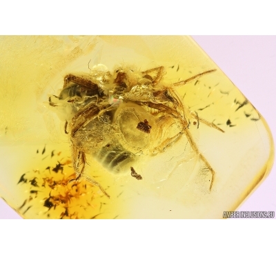 Rare scene, Spider attacks Cockroach! Fossil inclusions in Baltic amber #11282