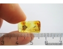 Rare scene, Spider attacks Cockroach! Fossil inclusions in Baltic amber #11282