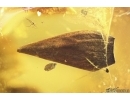 Nice Leaf, Millipede Polyxenidae and More. Fossil insects in Baltic amber #11286