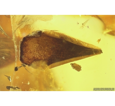 Nice Leaf, Millipede Polyxenidae and More. Fossil insects in Baltic amber #11286