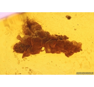 Nice Liverwort Bryophyta and Two Ants Hymenoptera. Fossil inclusions in Baltic amber #11287