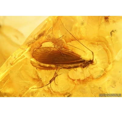 Rare Caddisfly Trichoptera and more. Fossil insectsin Baltic amber #11289