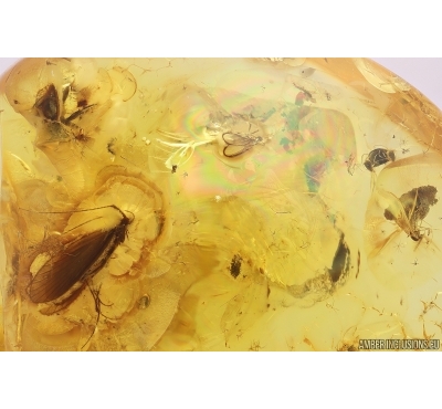 Rare Caddisfly Trichoptera and more. Fossil insectsin Baltic amber #11289