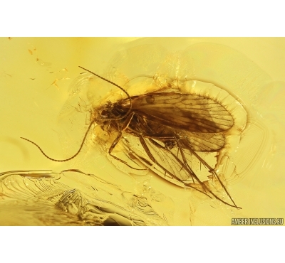 Nice Caddisfly Trichoptera. Fossil insect in Baltic amber #11290