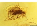 Nice Caddisfly Trichoptera. Fossil insect in Baltic amber #11290