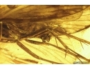 Nice Caddisfly Trichoptera. Fossil insect in Baltic amber #11290